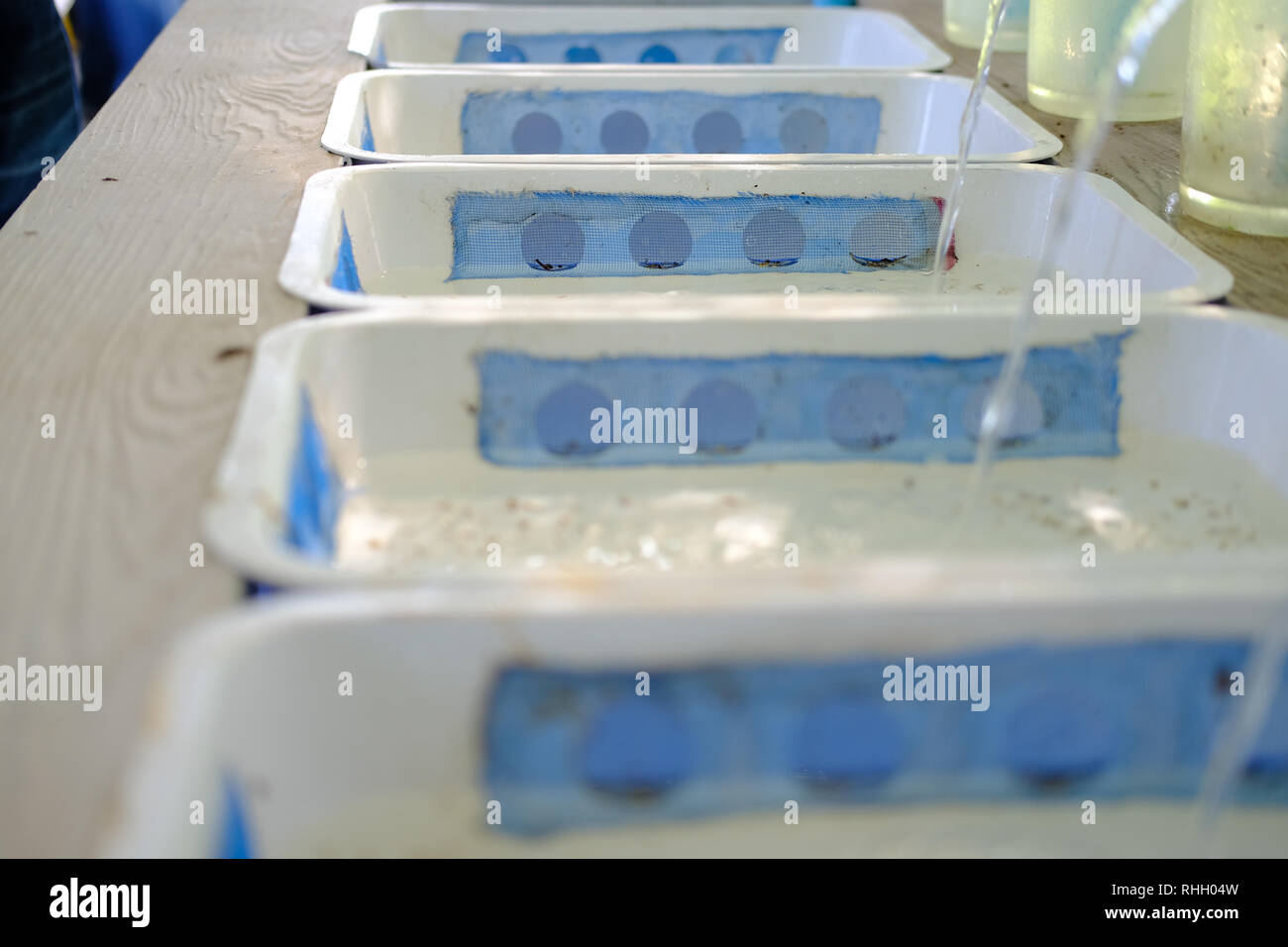 young tilapia in aquaculture farm. freshwater fish farming Stock Photo