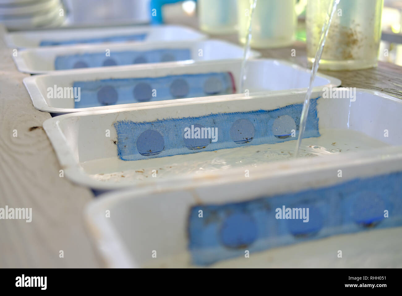 young tilapia in aquaculture farm. freshwater fish farming Stock Photo