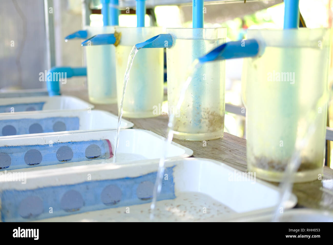 young tilapia in aquaculture farm. freshwater fish farming Stock Photo