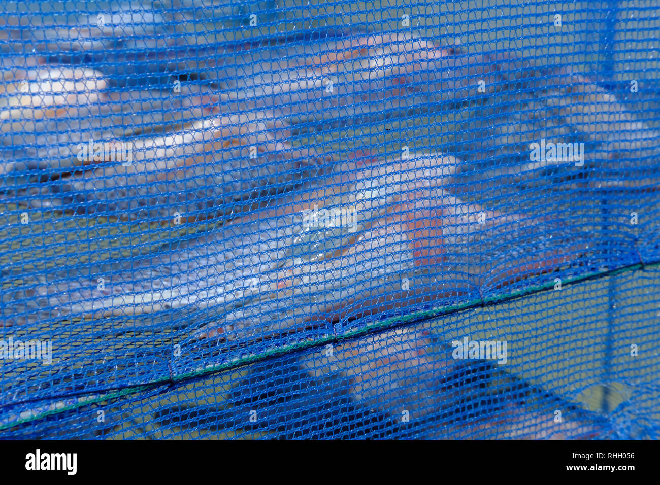 dried tilapia fillet. fish drying by sunlight outdoor Stock Photo Alamy