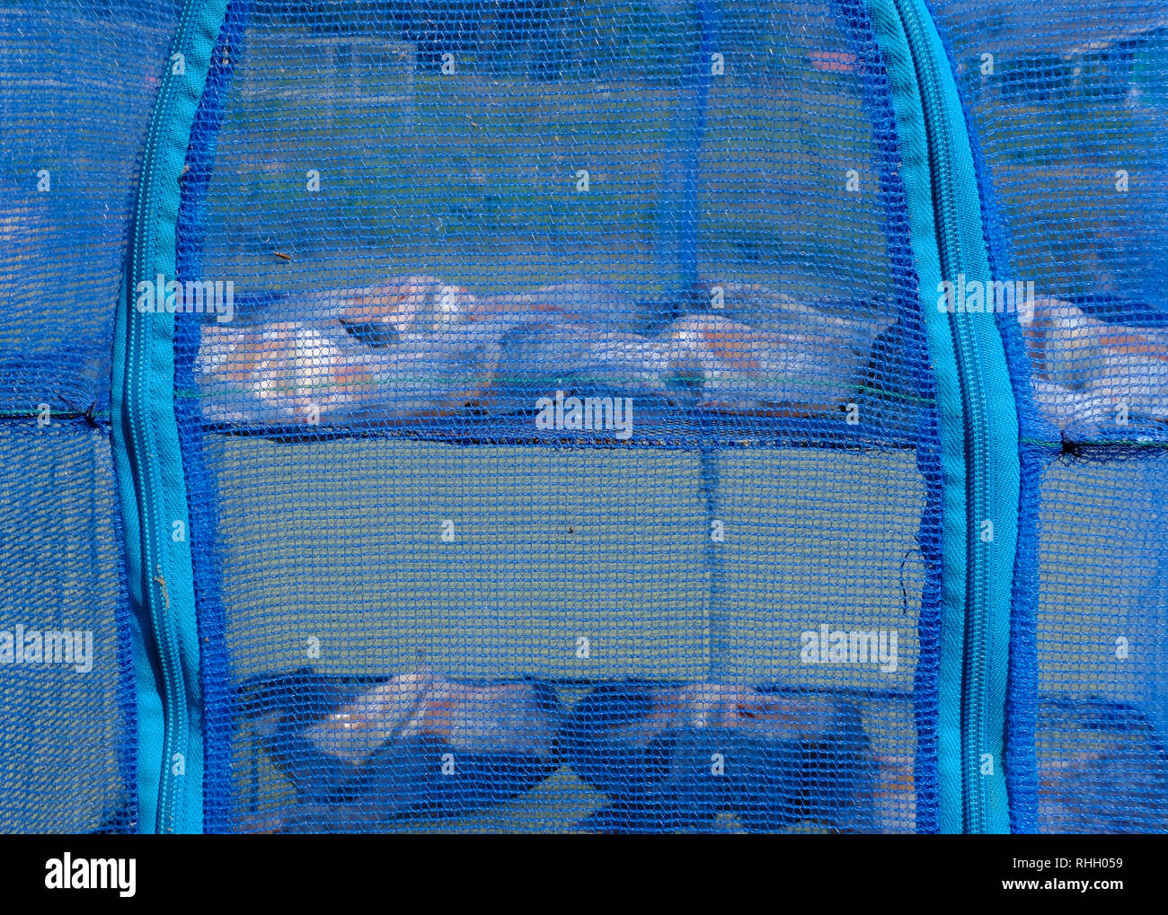dried tilapia fillet. fish drying by sunlight outdoor Stock Photo Alamy