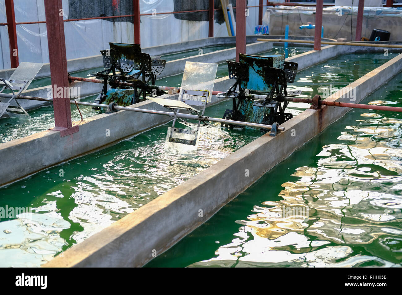 spirulina farm. algae farming for dietary supplement production Stock