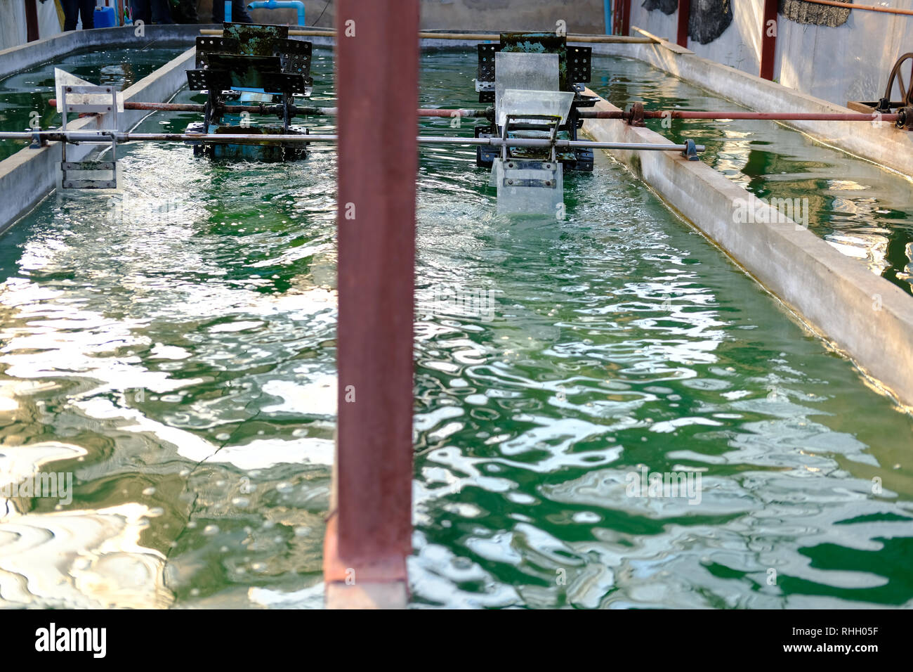 spirulina farm. algae farming for dietary supplement production Stock