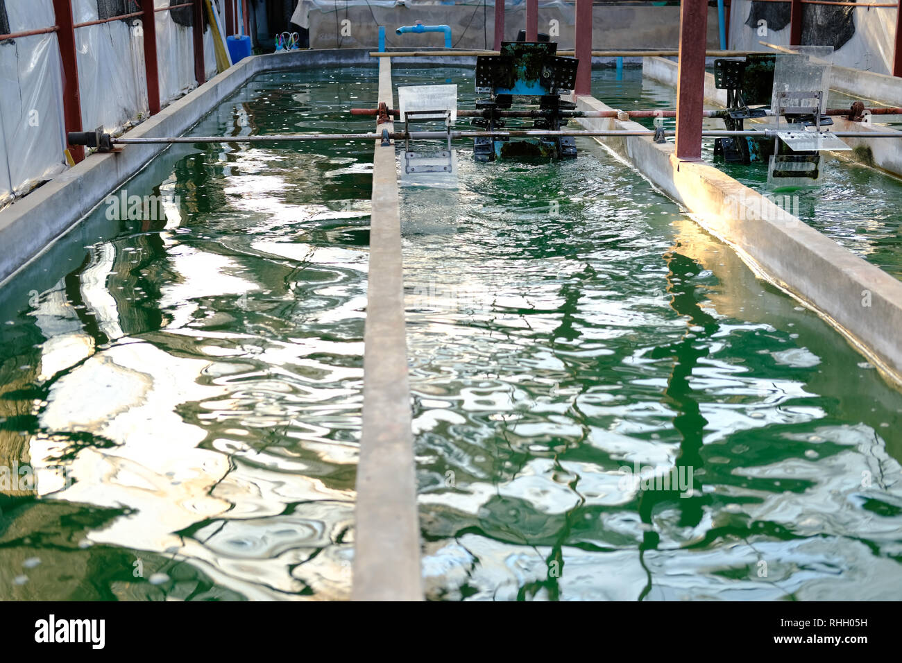 spirulina farm. algae farming for dietary supplement production Stock