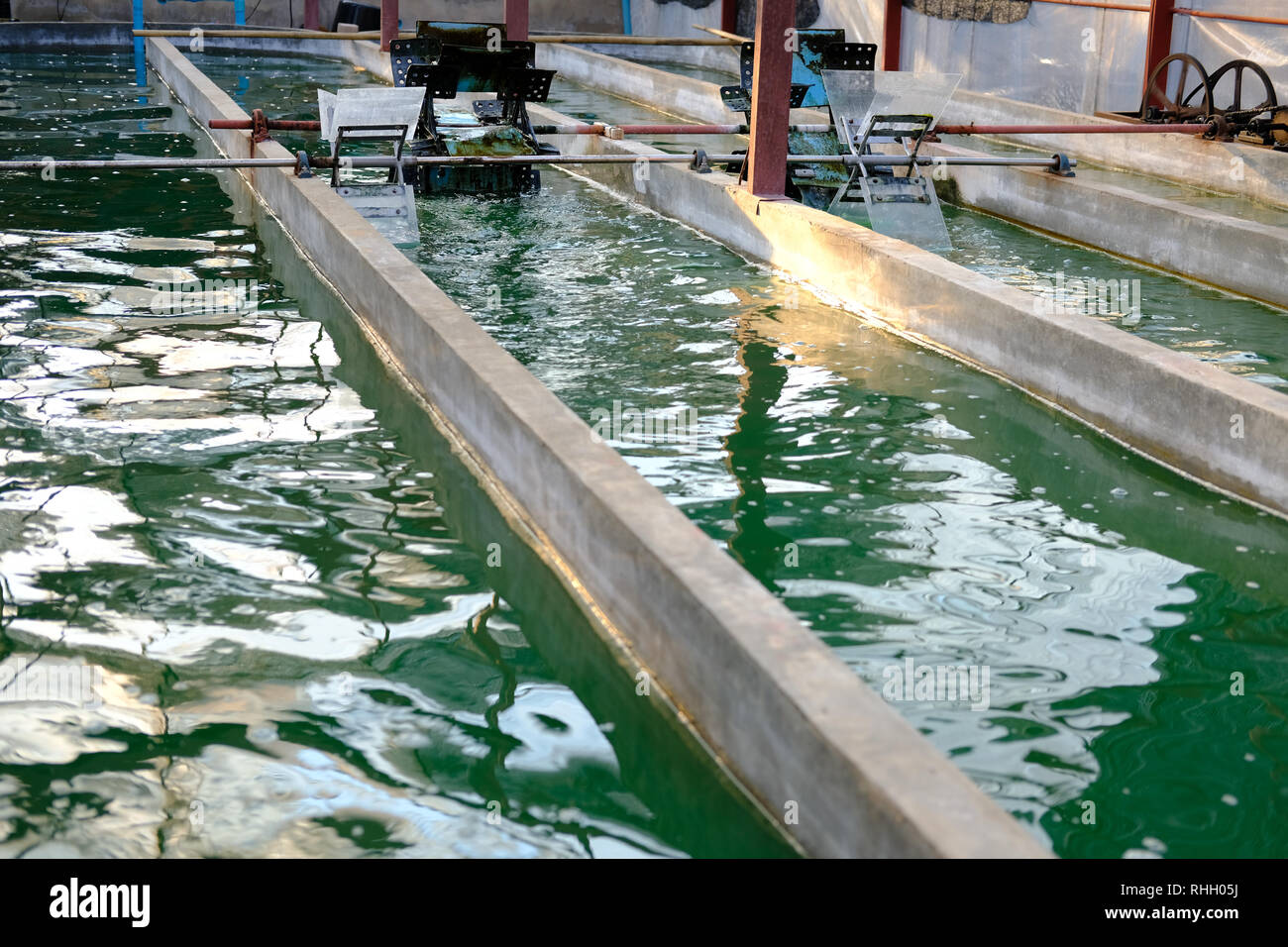 spirulina farm. algae farming for dietary supplement production Stock