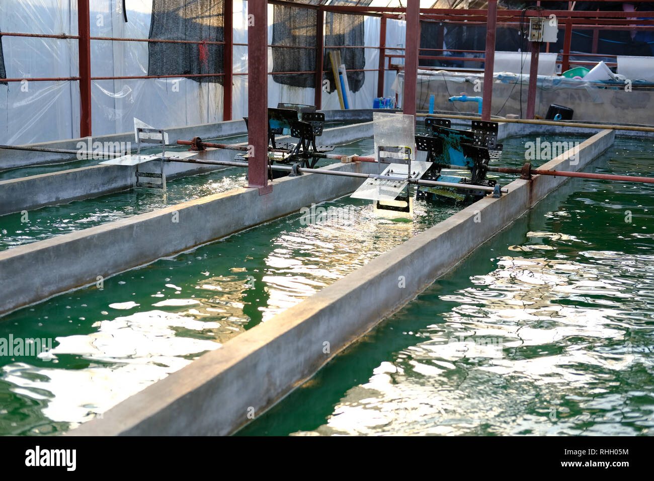 spirulina farm. algae farming for dietary supplement production Stock