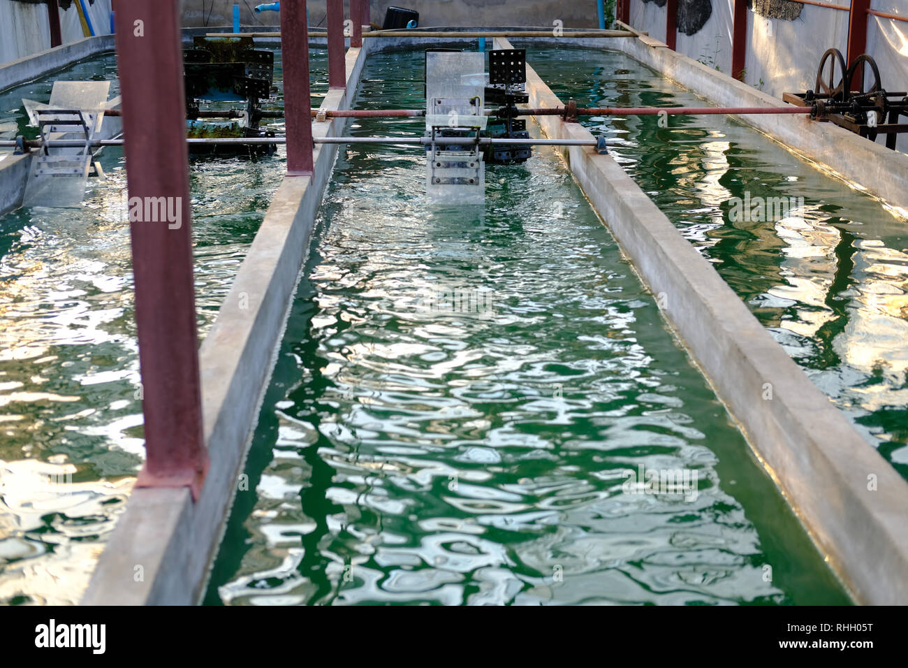 spirulina farm. algae farming for dietary supplement production Stock
