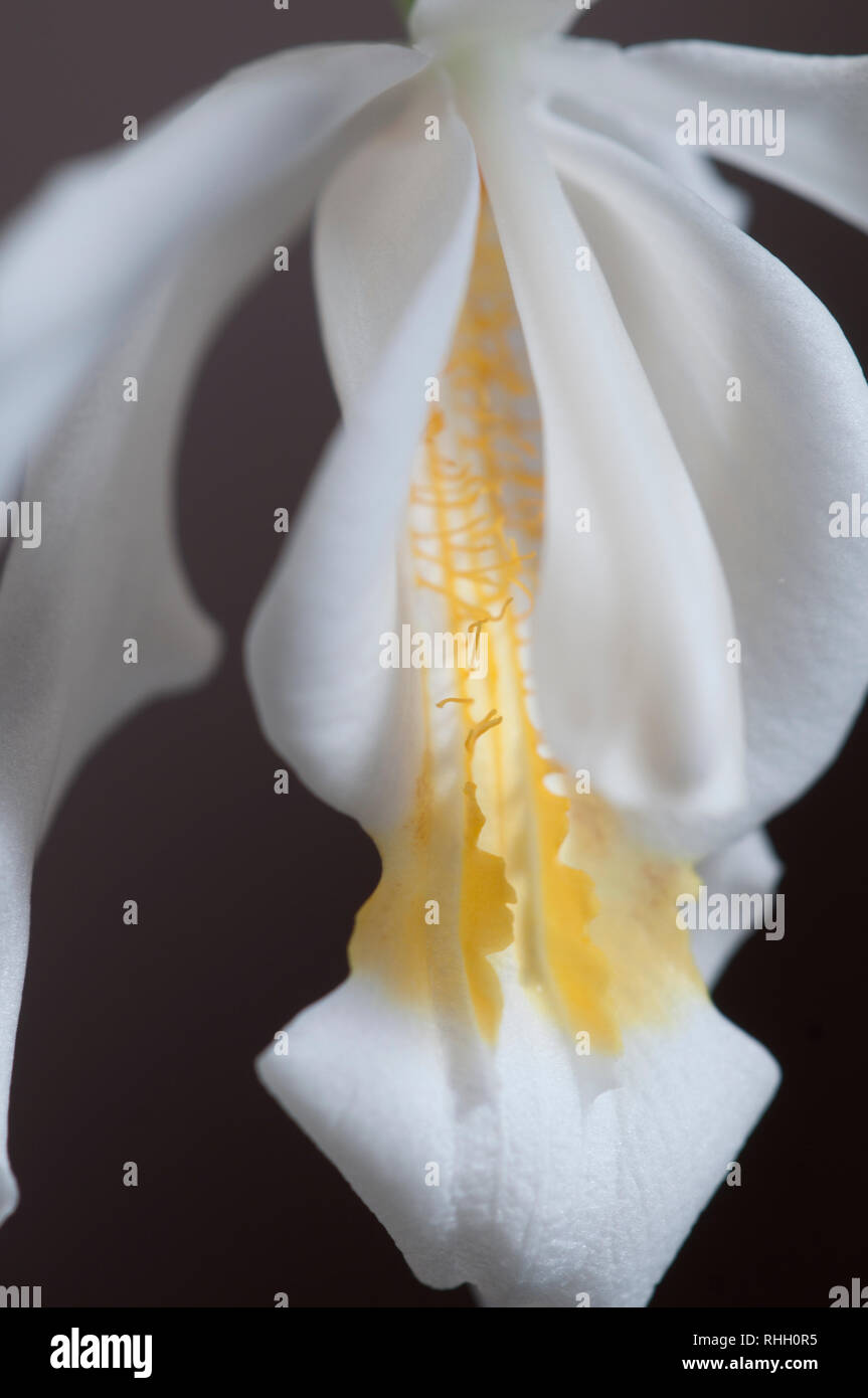 Flower of Coelogyne cristata orchid, close up shot Stock Photo