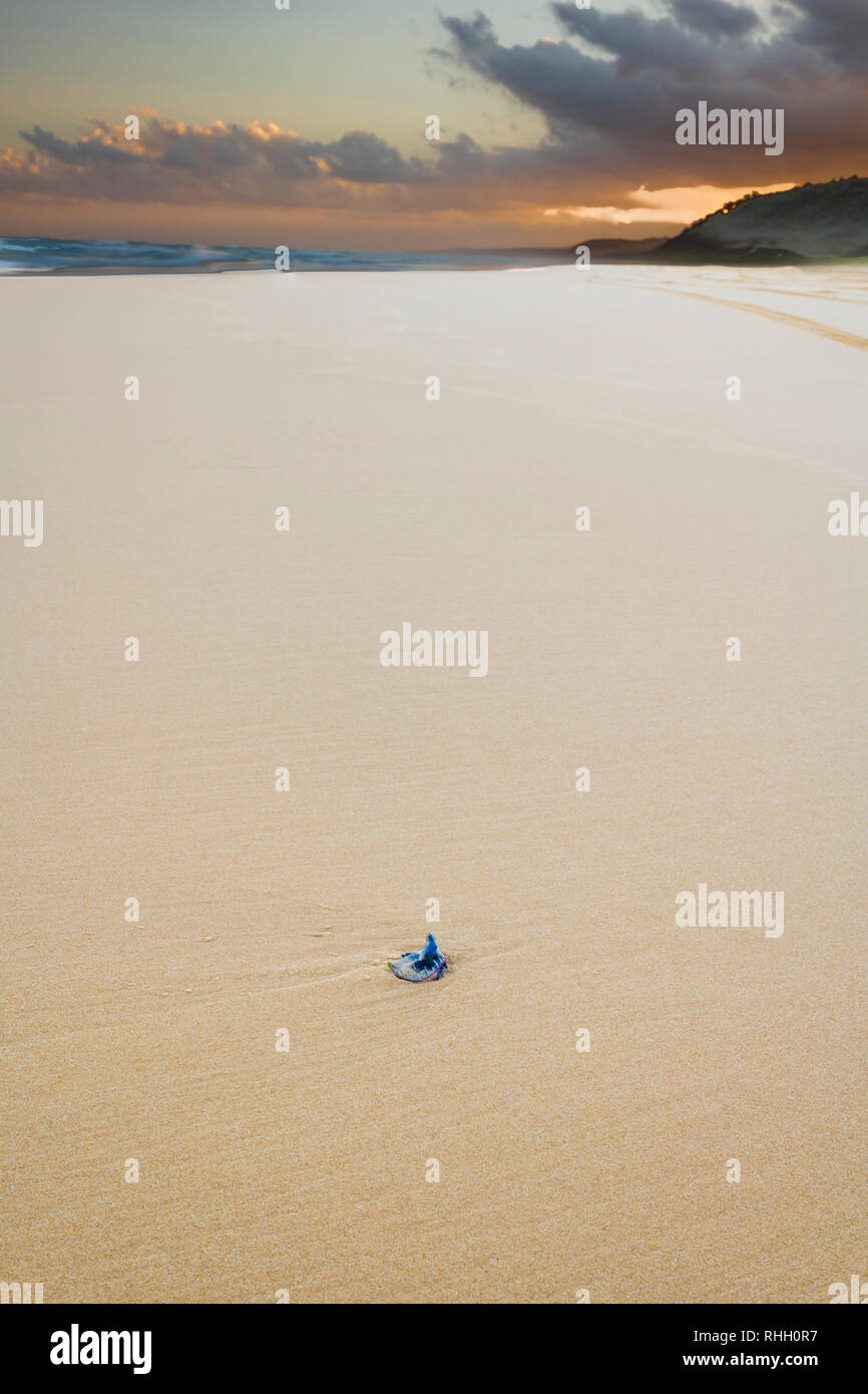 Blue Bottle Jelly Fish stranded on a clear sandy beach near Double