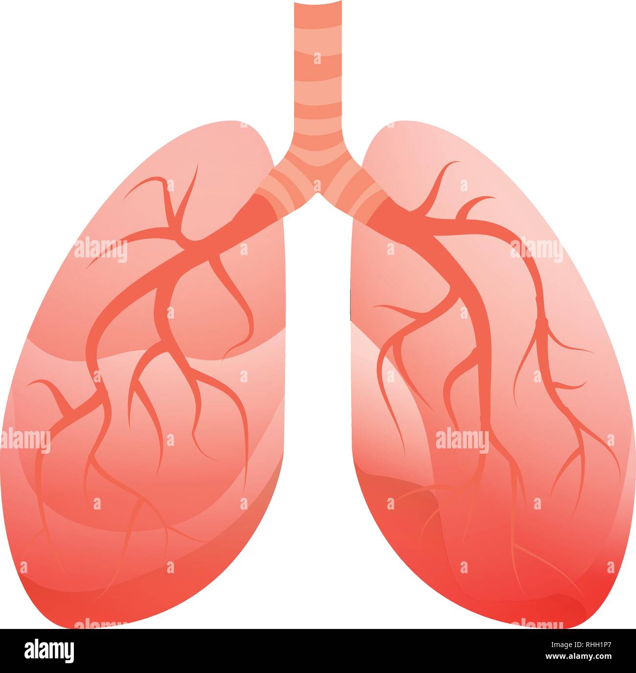 Human lungs icon. Cartoon of human lungs vector icon for web design  isolated on white background Stock Vector Image & Art - Alamy
