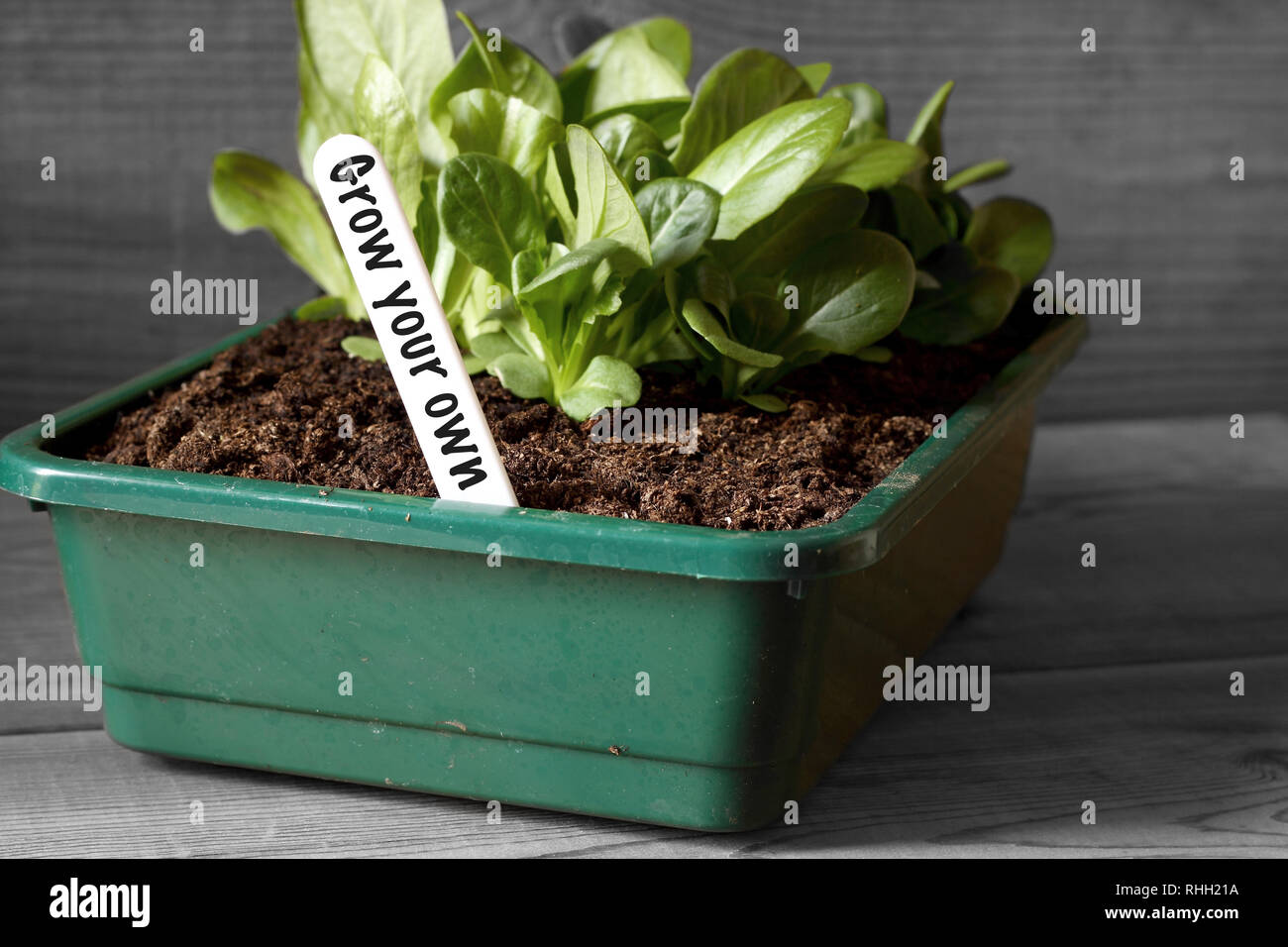 Lettuce growing in a seed tray with grow your own on label with