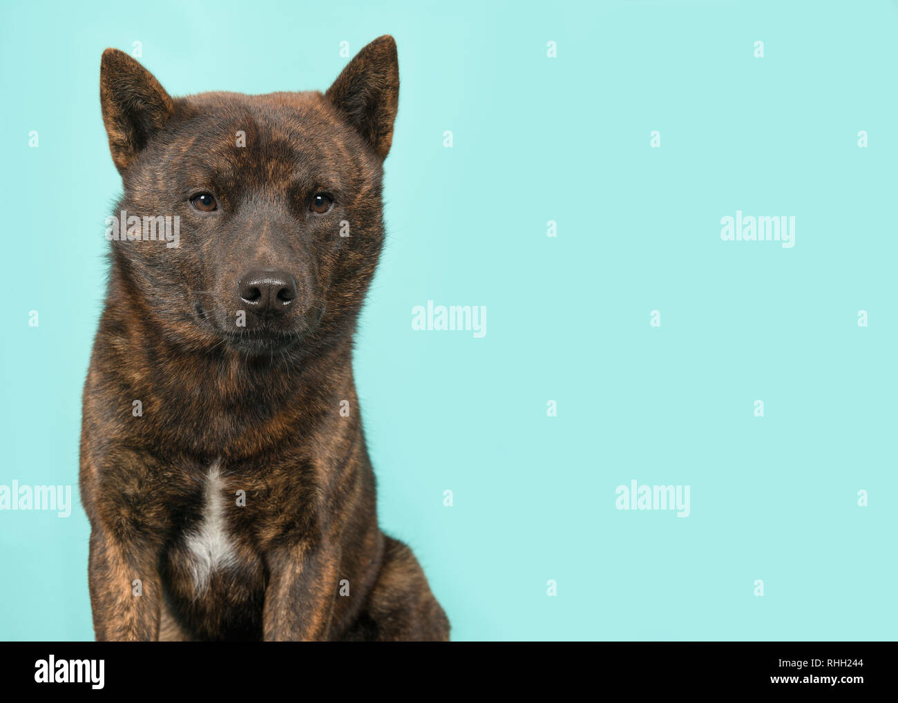 Portrait Of A Proud Male Kai Ken Dog The National Japanese Breed Looking At The Camera On A Blue Background Stock Photo Alamy