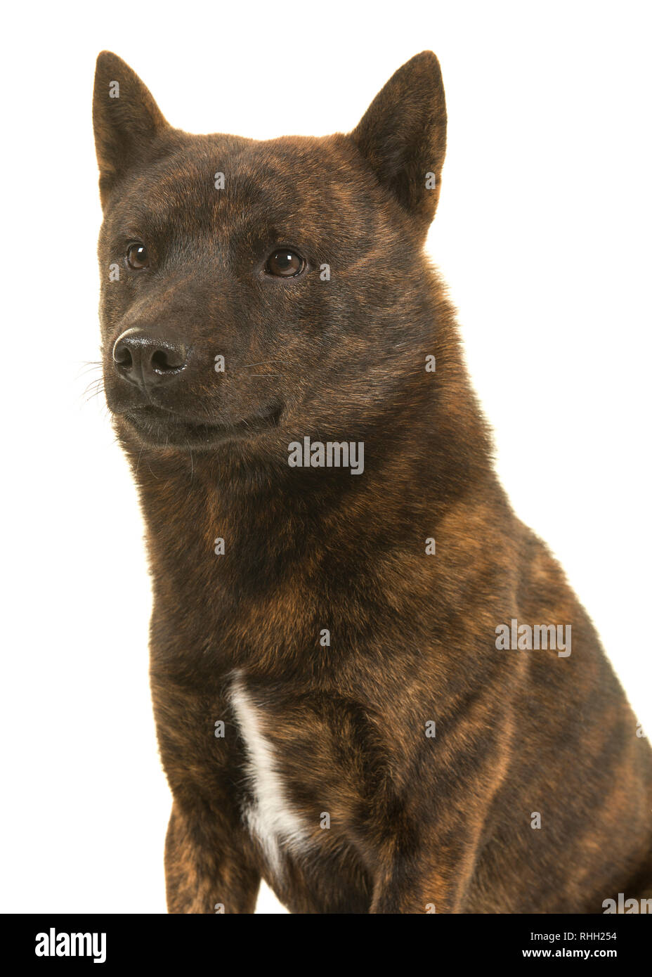 Portrait of a male Kai Ken dog the national japanese breed looking to the left seen from the side isolated on a white background Stock Photo