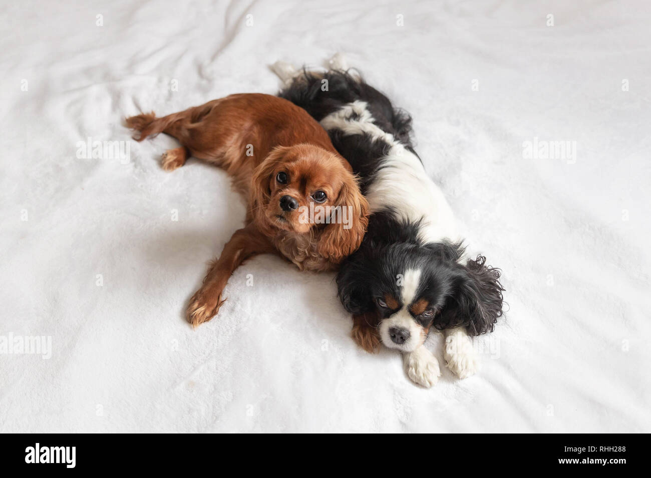 Two dogs sleeping togehter on the white blanket Stock Photo - Alamy