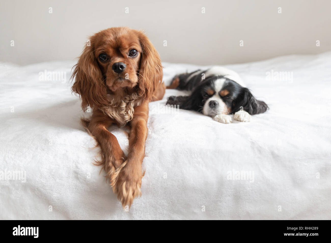 Two dogs sleeping togehter on the white blanket Stock Photo