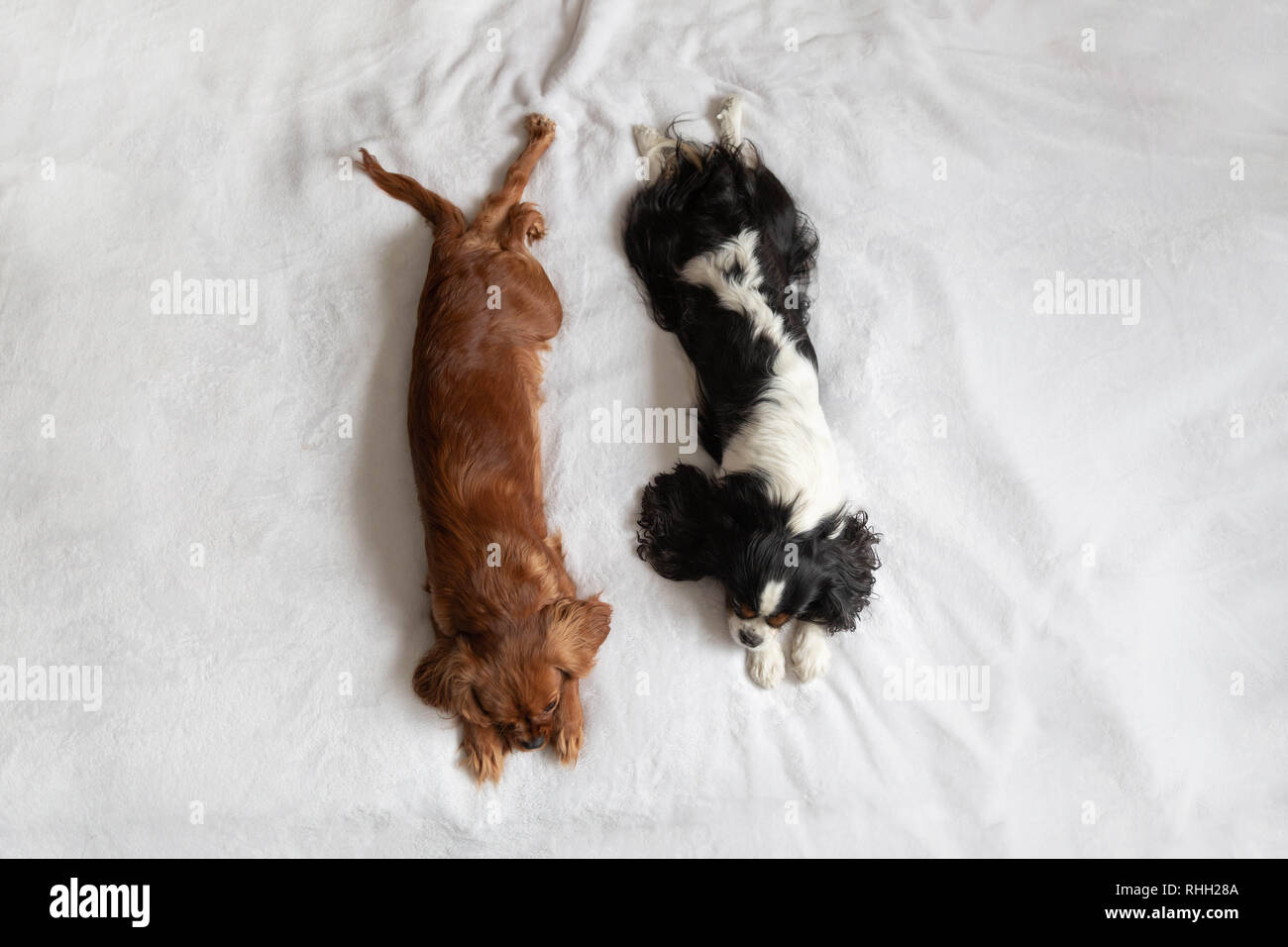 Two dogs sleeping togehter on the white blanket, top view Stock Photo