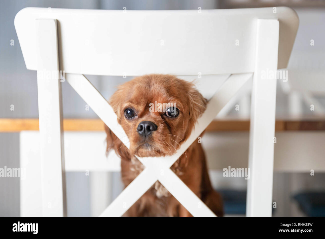 Adorable puppy on the white kitchen chair Stock Photo - Alamy