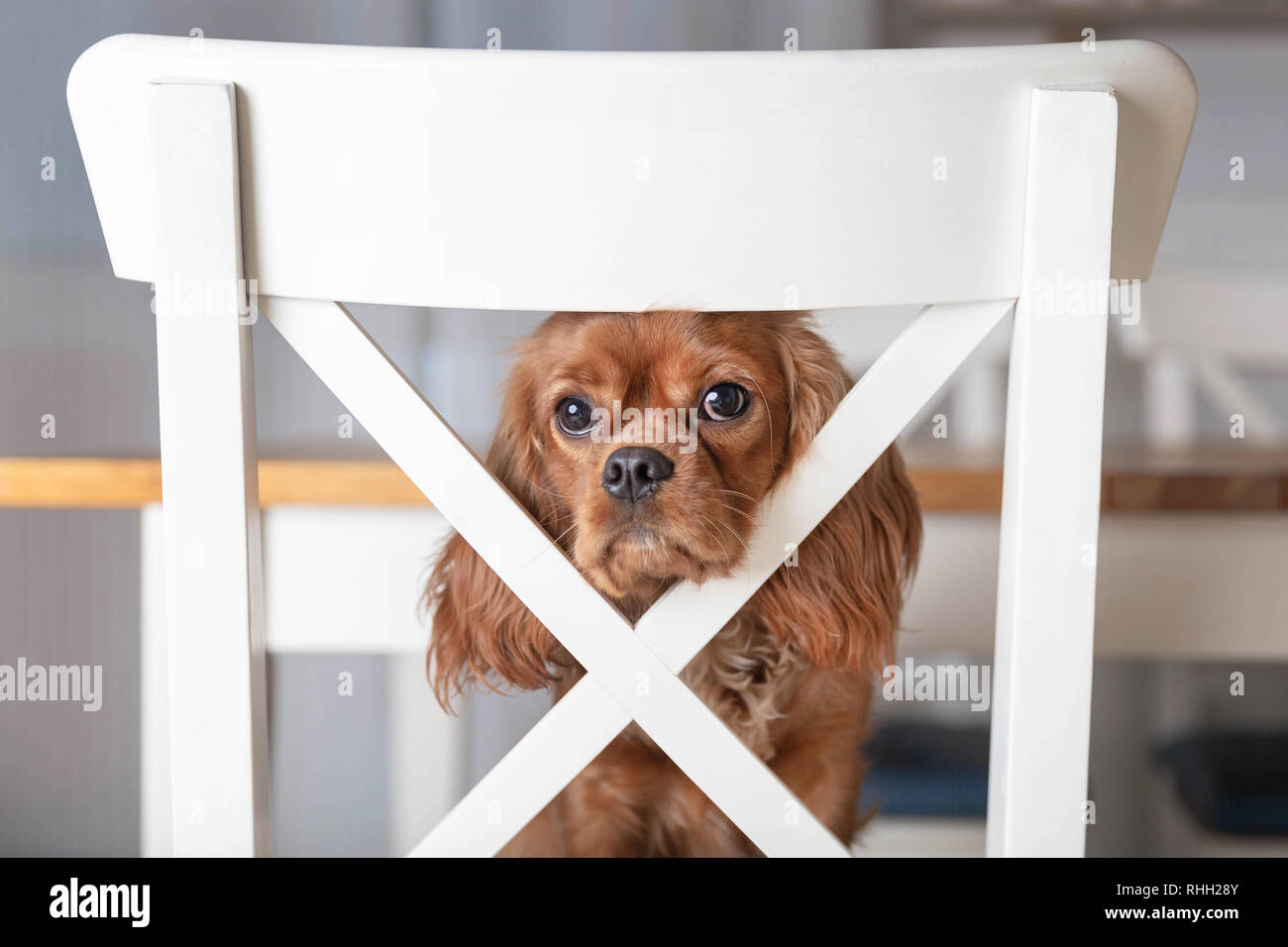 Adorable puppy on the white kitchen chair Stock Photo - Alamy