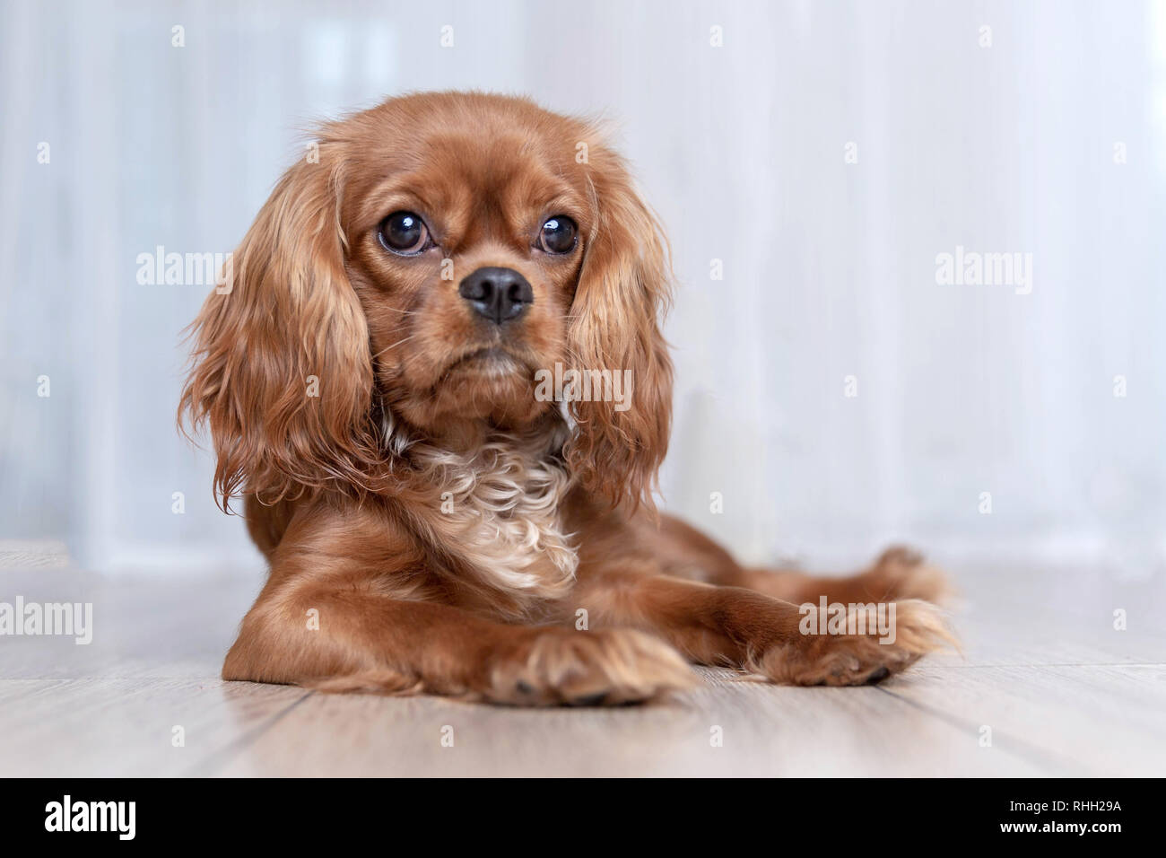 Cute puppy lying on the floor Stock Photo - Alamy