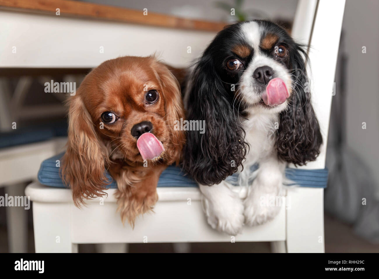 Two funny licking dogs lying on the white chair Stock Photo