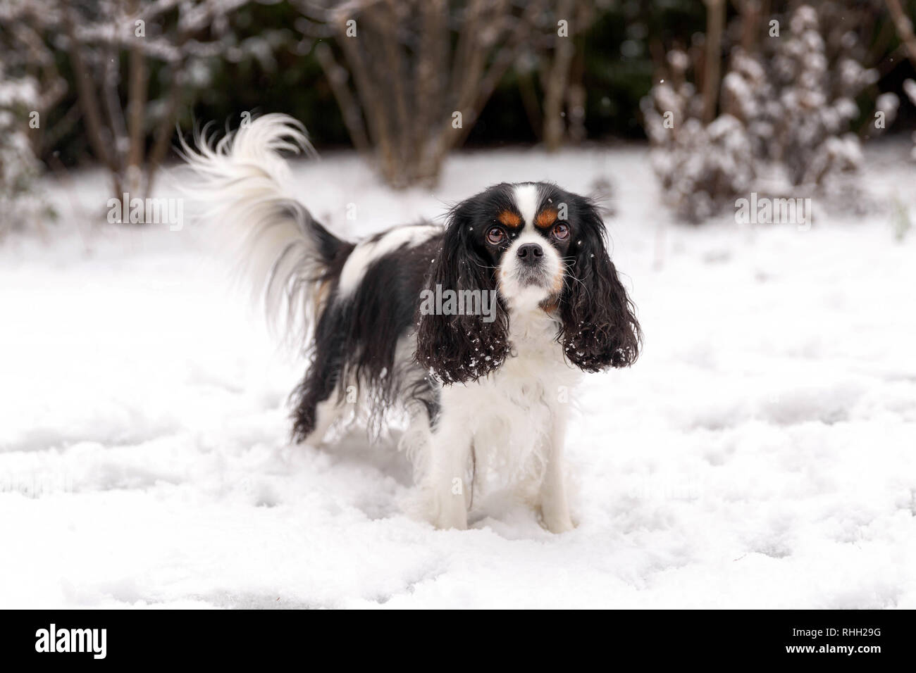 Cute dog on the snow, winter background Stock Photo - Alamy