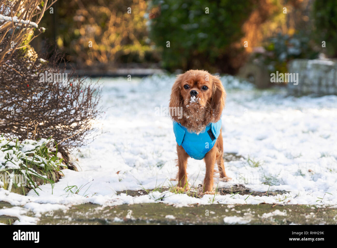 Dog standing in the snow, winter background Stock Photo - Alamy