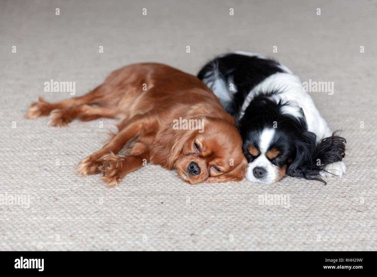 Should Two Dogs Sleep In Same Crate