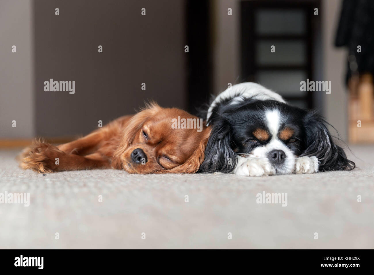 Two dogs sleeping together on the carpet Stock Photo
