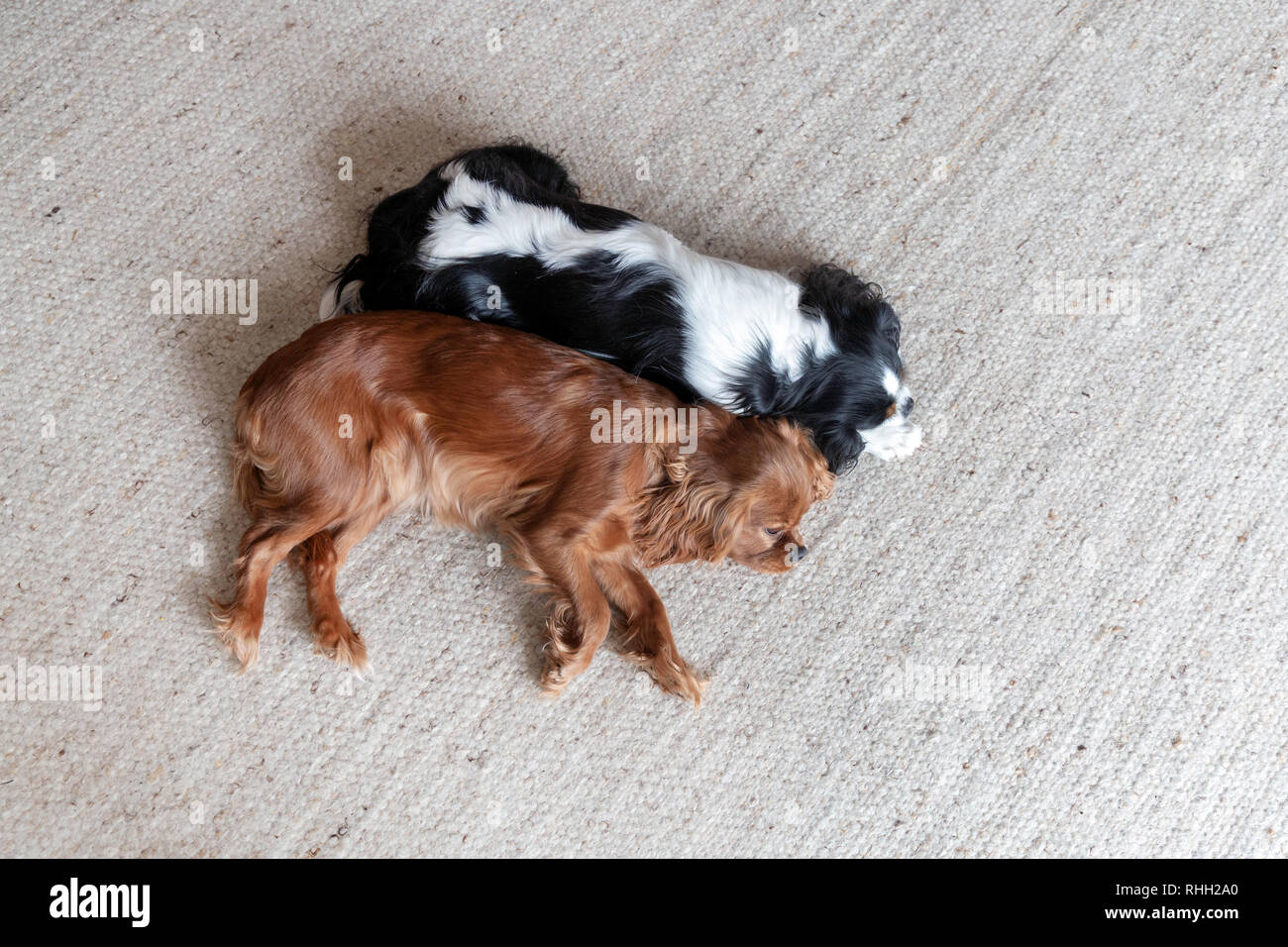 Two cute dogs sleeping together on the floor Stock Photo - Alamy