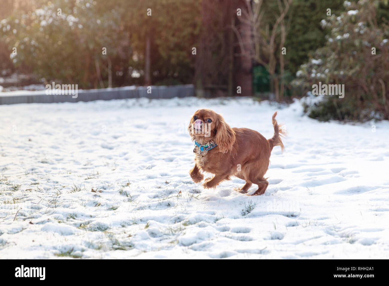 Cute playful puppy on the snow, winter background Stock Photo