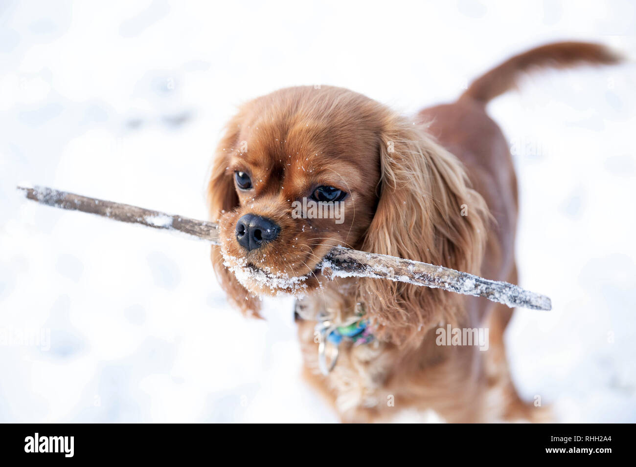 Dog with stick in mouth plays in the snow Stock Photo