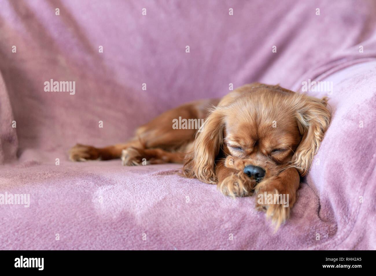 Cute puppy sleeping on the pink blanket Stock Photo
