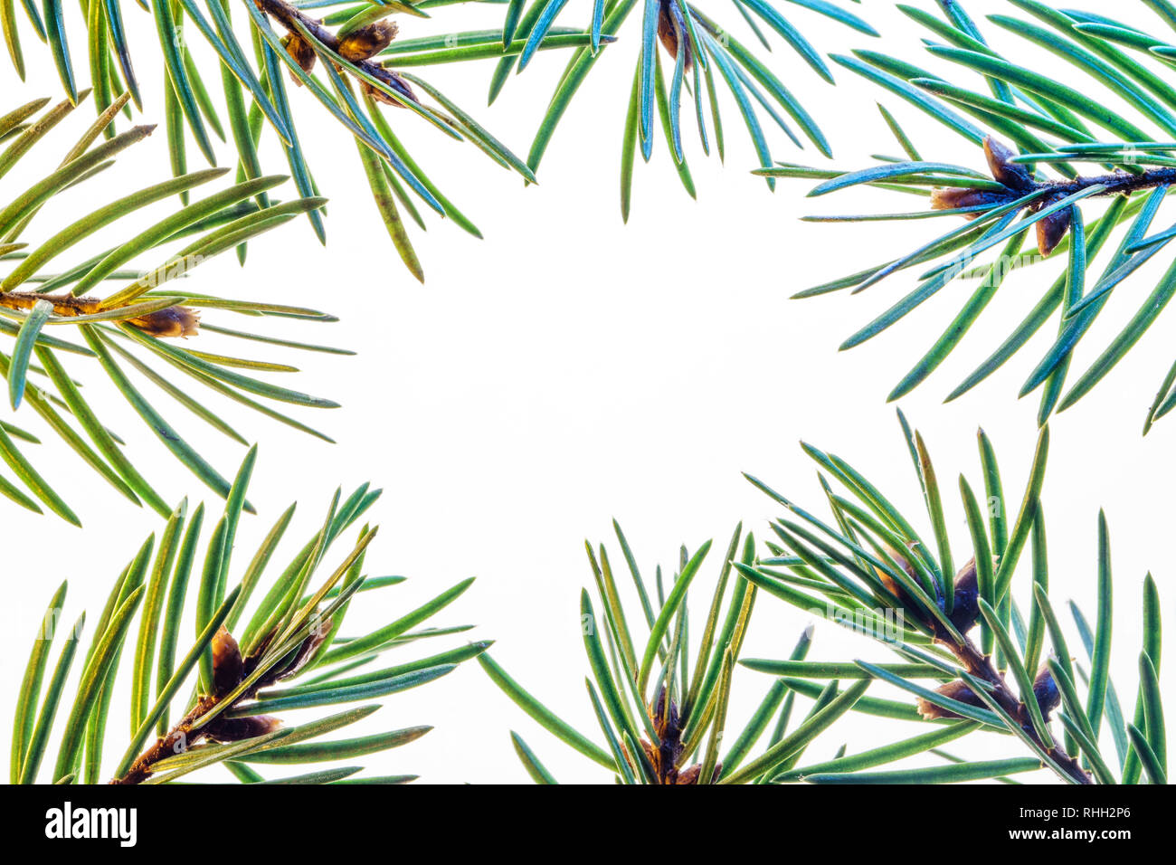 Fir branch on white background macro. Advertising background with empty space for text. Abstract Background From Fir Twigs. Stock Photo