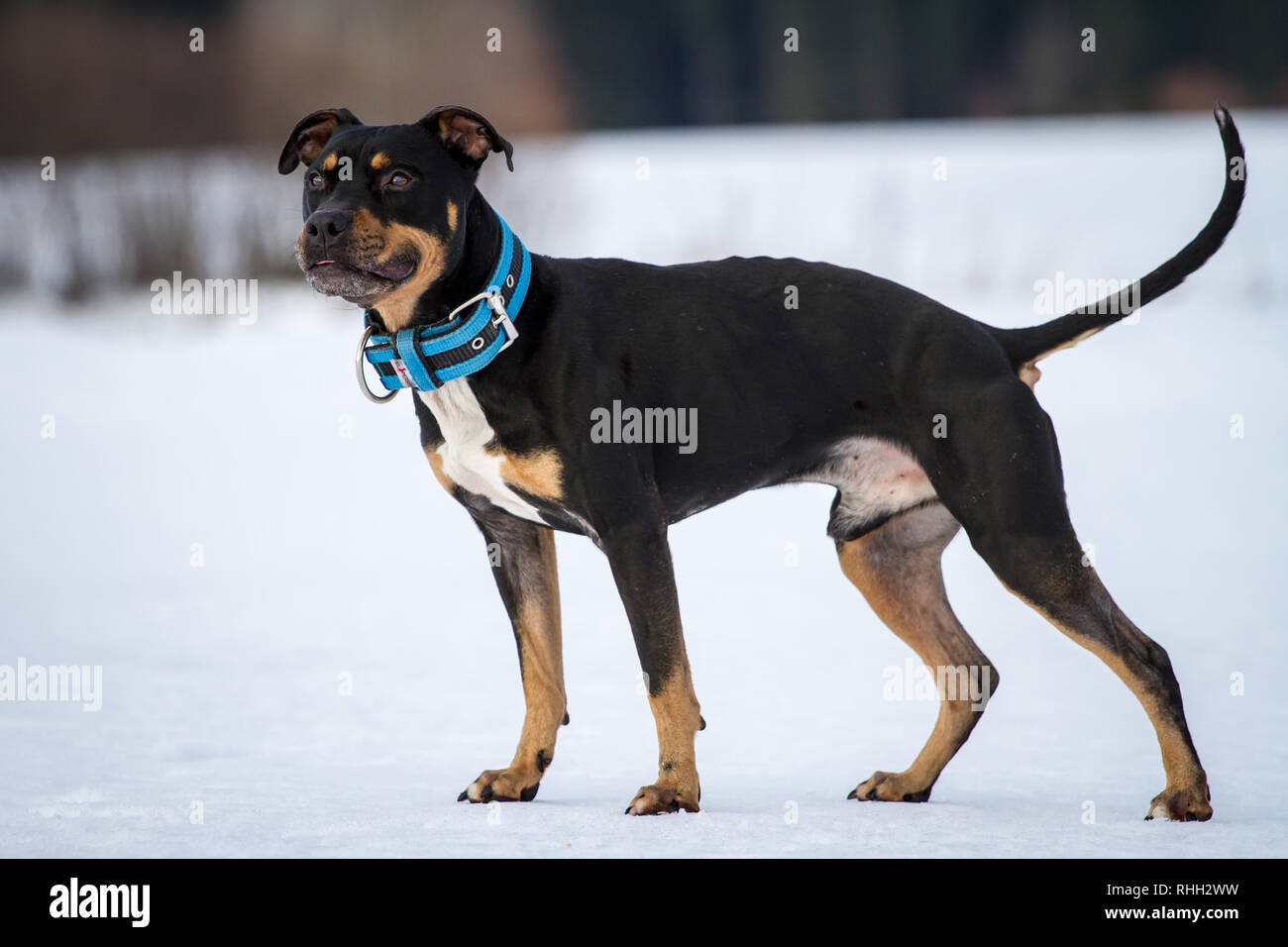 tri color american pitbull terrier