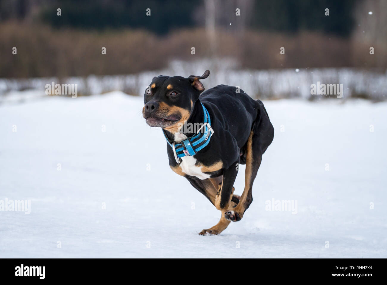 Tri Color Running American Pit Bull Terrier, tricolor male running in the snow Stock ...