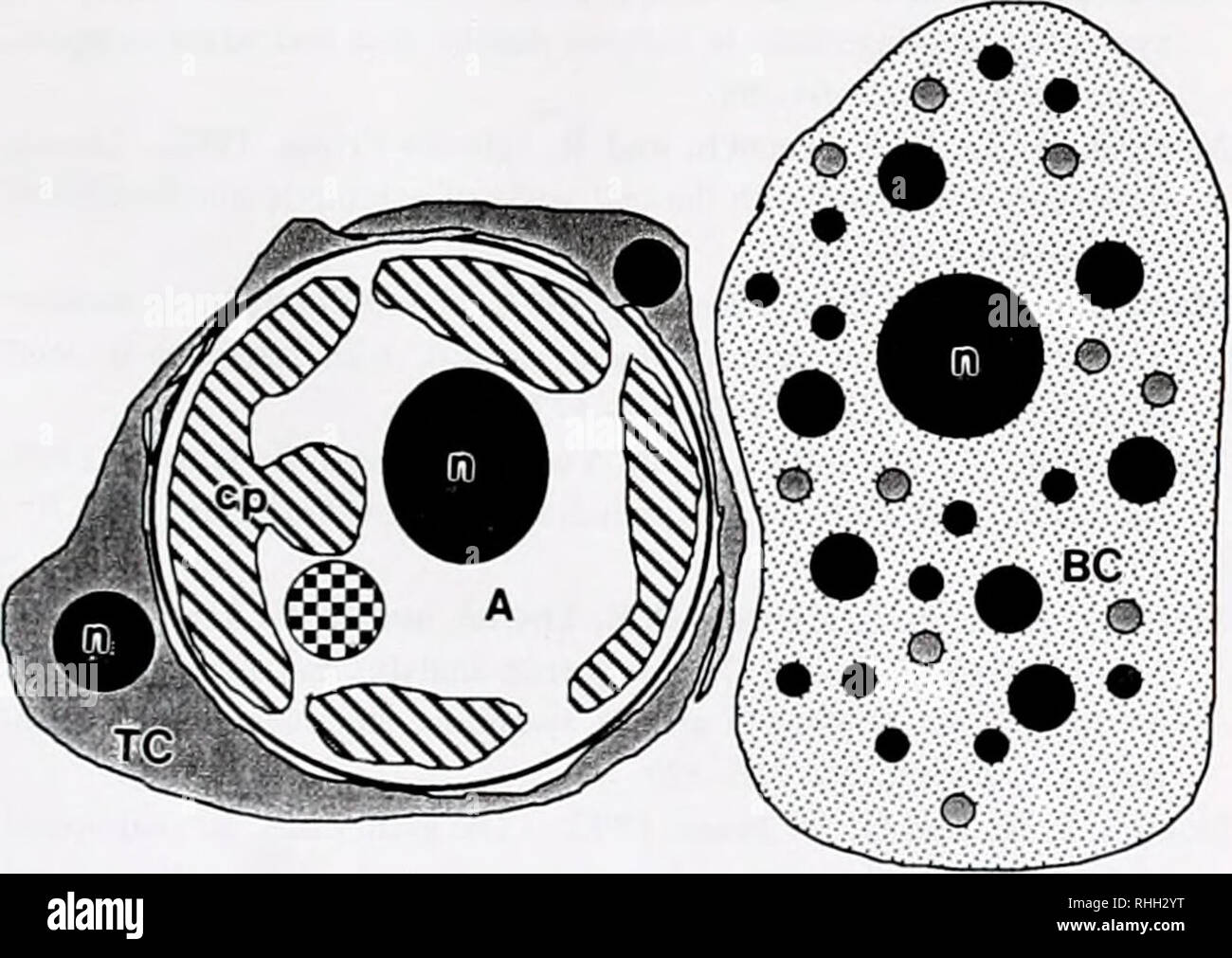 . The Biological bulletin. Biology; Zoology; Biology; Marine Biology. Figure 6. Symbiotic algae in tertiary tubules in the gills of Corculum cardissa, showing (a) several symbionts in a tubule and (b) high magnification of the two cells in 6a. Scale bar = 1 /j.m.. Figure 7. Schematic representation of the relation between the alga (A), the tubule cells of the tertiary tubules (TC), and the hemolymph containing blood cells (be), n, nucleus; cp. chloroplast. 2000). In neither example are the &quot;signals&quot; that elicit the developmental response in the host known. In the case of the dinoflag Stock Photo