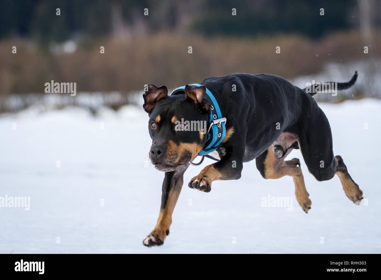 tri color american pitbull terrier