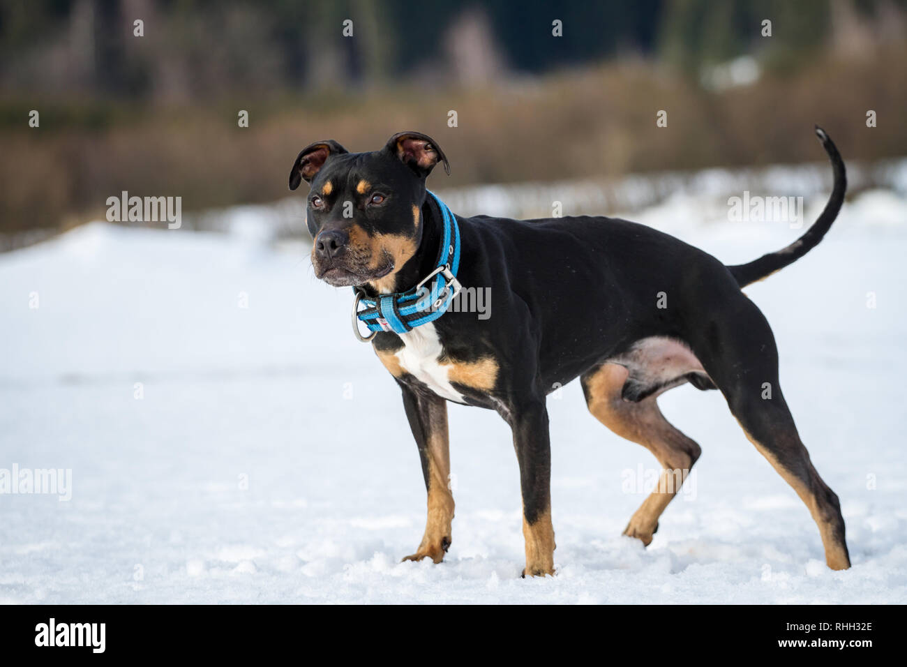 tri color american pitbull terrier