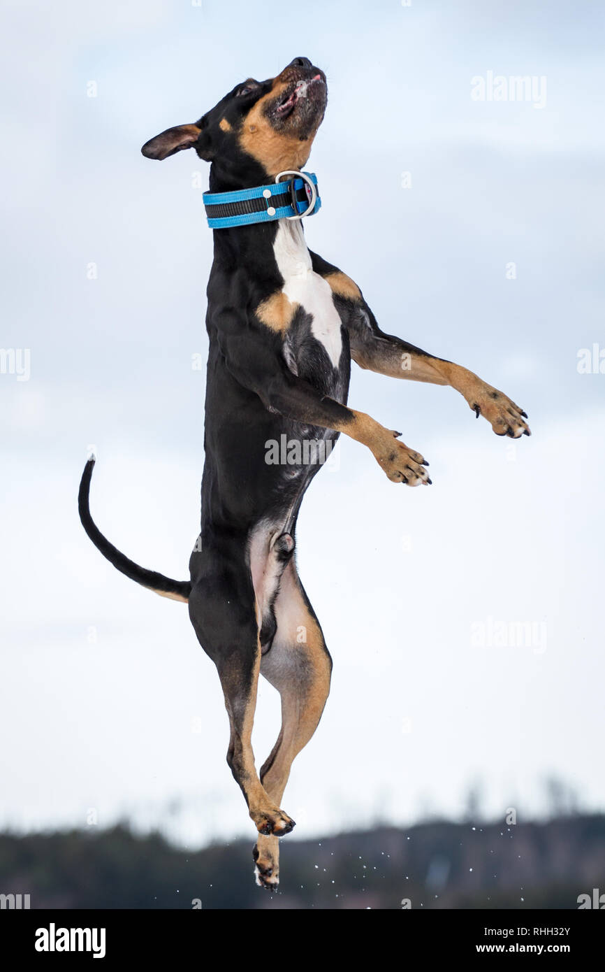 American Pit Bull Terrier, tricolor male jumping in the snow Stock