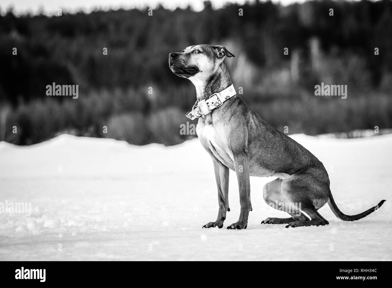 Black white photograph of a young female American Pit Bull Terrier dog sitting in the snow Stock Photo