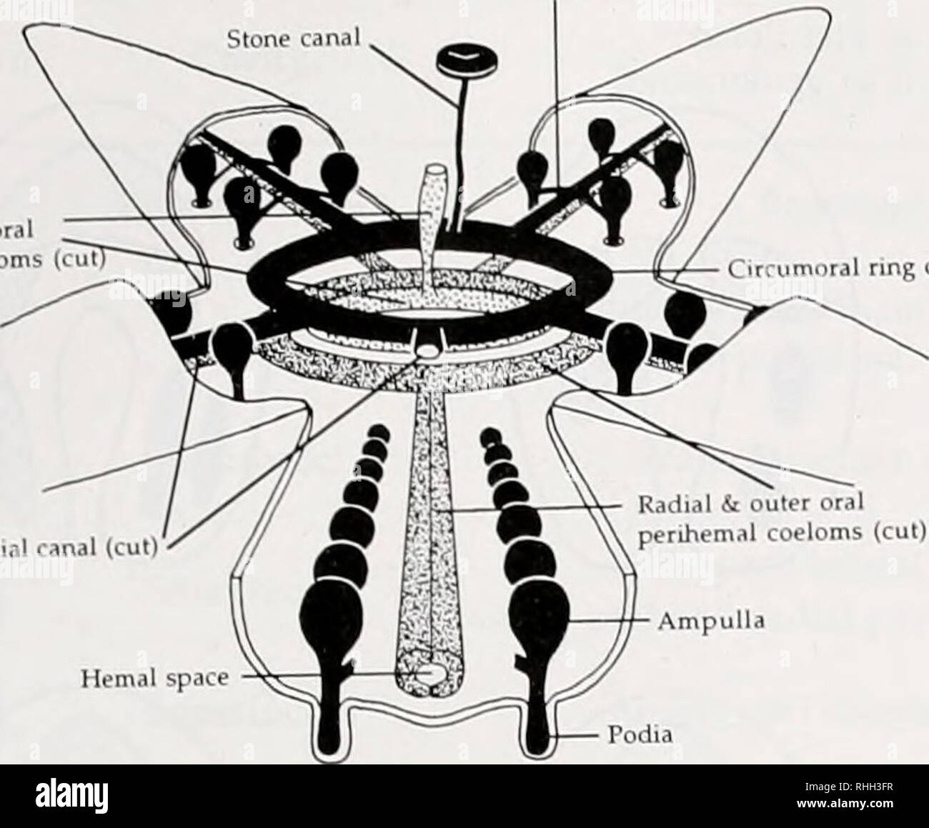 . The Biological bulletin. Biology; Zoology; Biology; Marine Biology