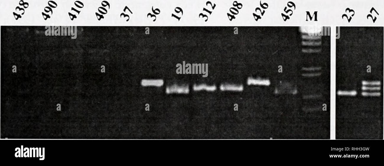 alamy