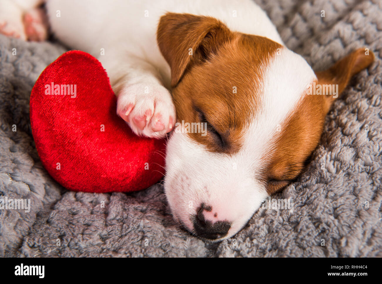 How Long Do Jack Russells Sleep Per Day
