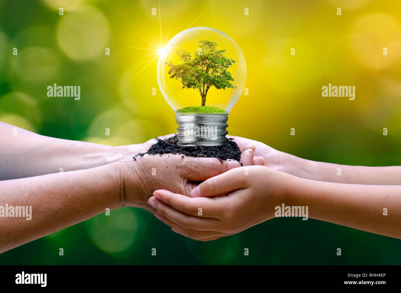 The forest and the trees are in the light. Concepts of environmental