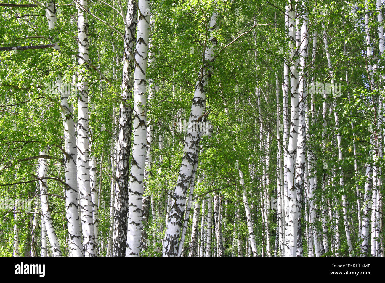Beautiful birch trees in a summer forest Stock Photo - Alamy