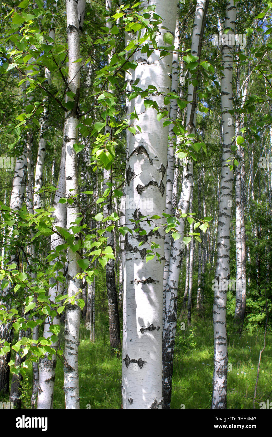 Beautiful birch trees in a summer forest Stock Photo - Alamy