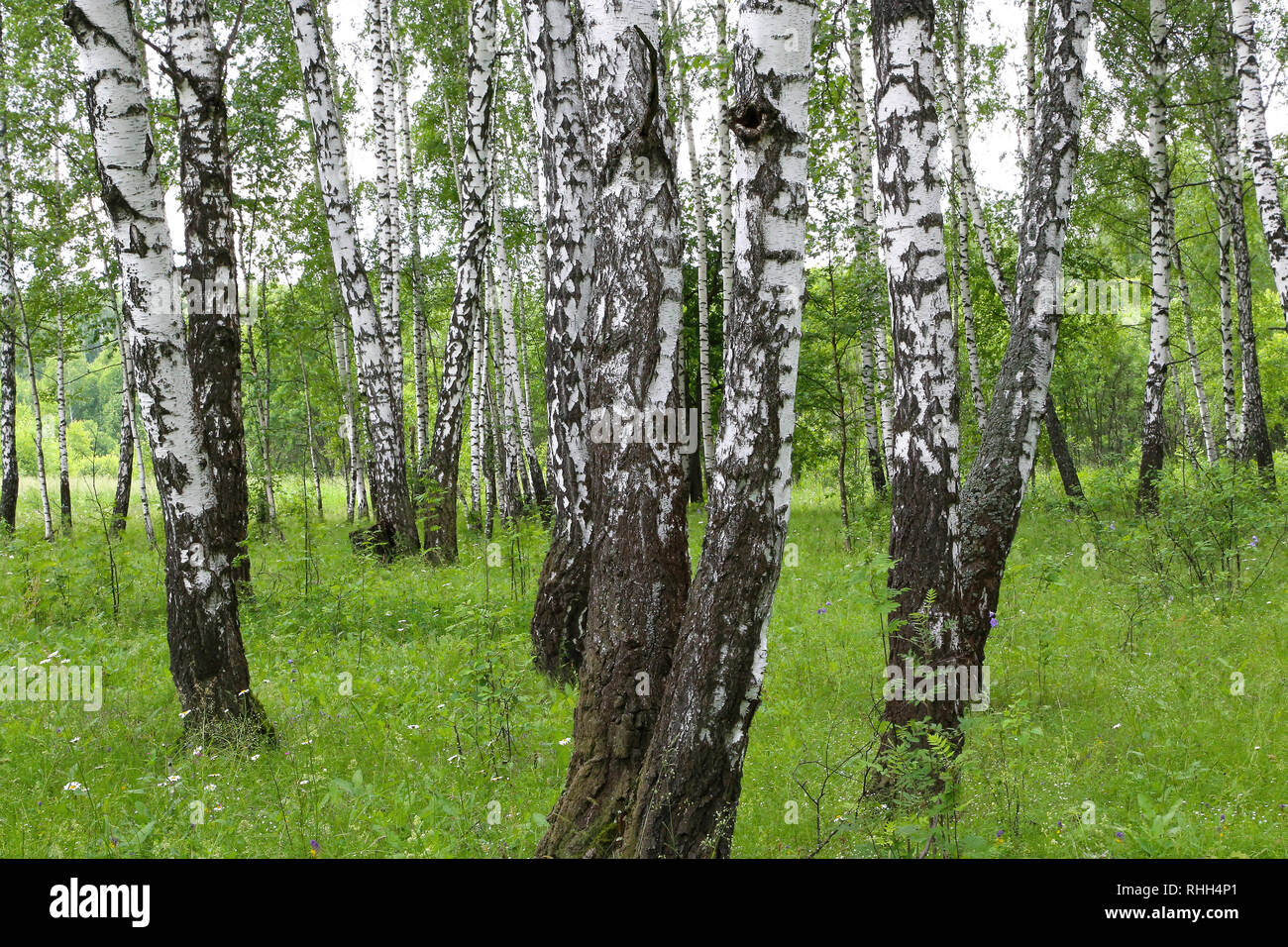 Birch trees russia hi-res stock photography and images - Alamy