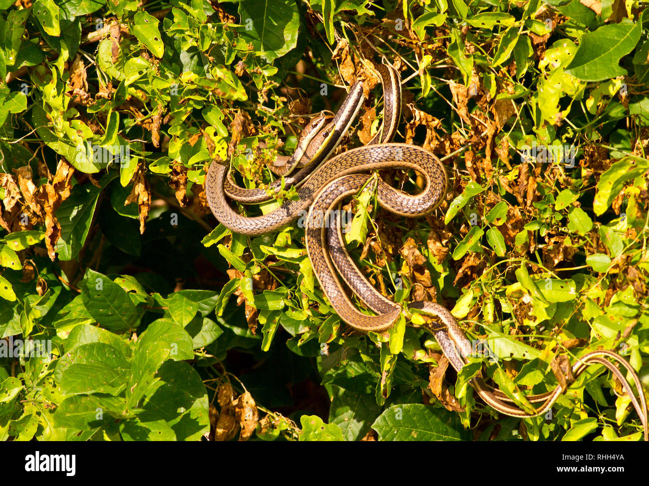 The courtship and mating of many species of snakes can be a proteracted affair. Here a pair of Northern Striped Sand Snakes are mating Stock Photo
