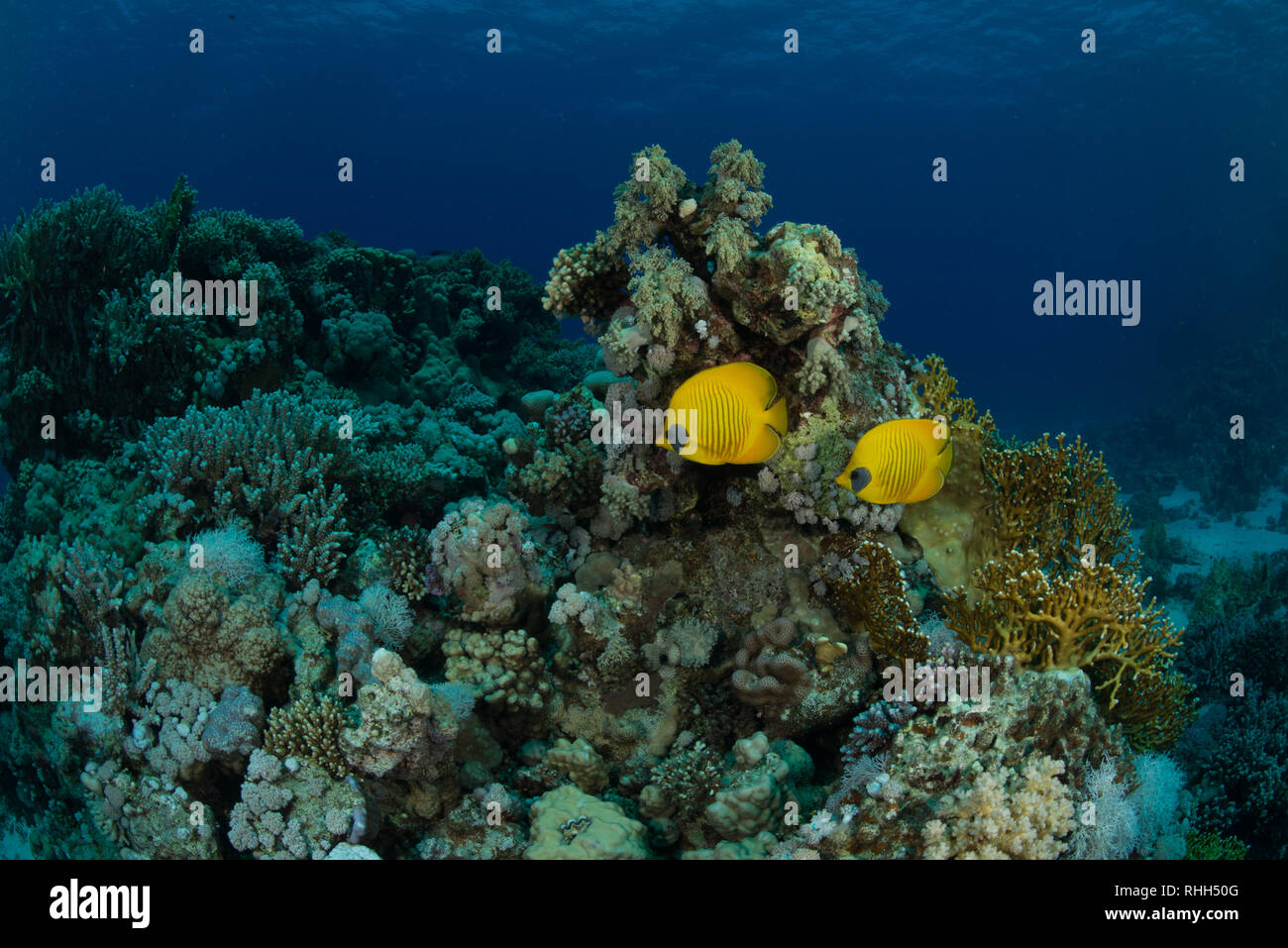 Dive Spot: Middle Reef Stock Photo - Alamy