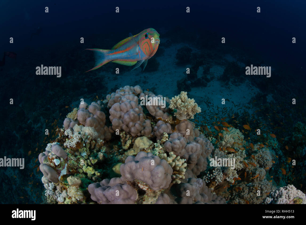Dive Spot: Panorama Reef Stock Photo